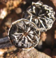 Cephalophyllum curtophyllum