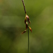 Flea Sedge - Photo (c) Bas Kers (NL), some rights reserved (CC BY-NC-SA)
