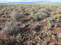Cephalophyllum curtophyllum