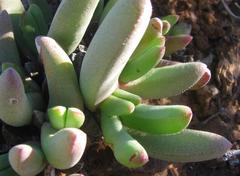 Cephalophyllum curtophyllum