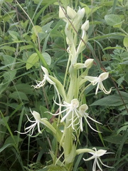 Habenaria macroceratitis