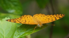 Phalanta phalantha phalantha