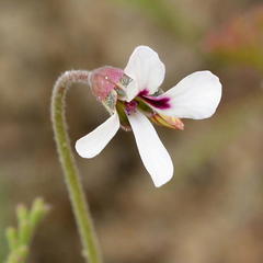 Pelargonium senecioides