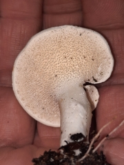Hydnum albidum