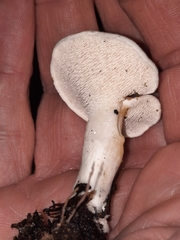 Hydnum albidum