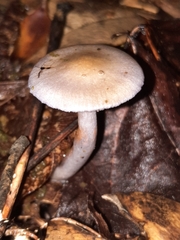 Cortinarius anomalus