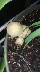 Leucocoprinus