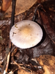 Cortinarius anomalus