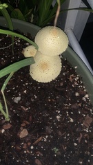 Leucocoprinus