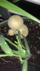 Leucocoprinus