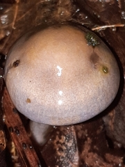 Cortinarius anomalus