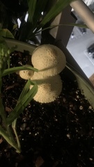 Leucocoprinus