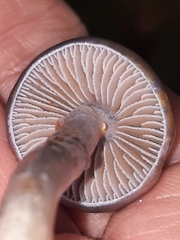 Cortinarius anomalus