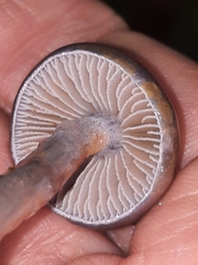 Cortinarius anomalus