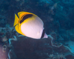 Chaetodon oxycephalus