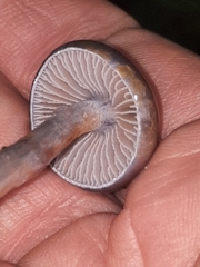 Cortinarius anomalus