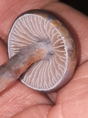 Cortinarius anomalus