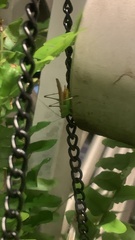 Conocephalus brevipennis