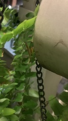 Conocephalus brevipennis