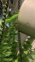 Conocephalus brevipennis