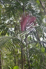 Chambeyronia divaricata