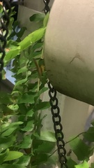 Conocephalus brevipennis