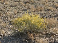 Lasiosiphon polycephalus