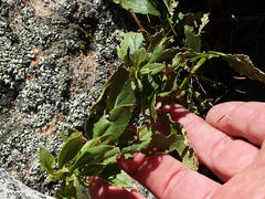 Teedia lucida