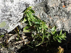Teedia lucida