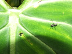 Polyrhachis foreli