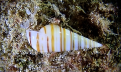 Pyramidella dolabrata