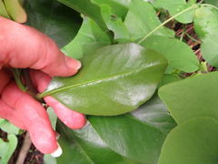 Pereskia grandifolia