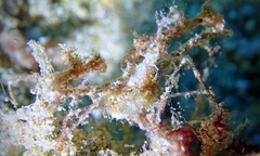 Lambrachaeus ramifer