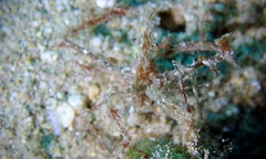 Lambrachaeus ramifer