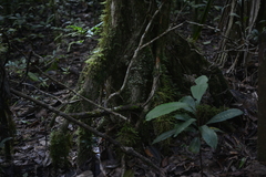 Crossostylis grandiflora