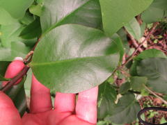 Pereskia grandifolia