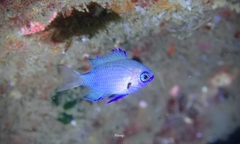 Pycnochromis pacifica