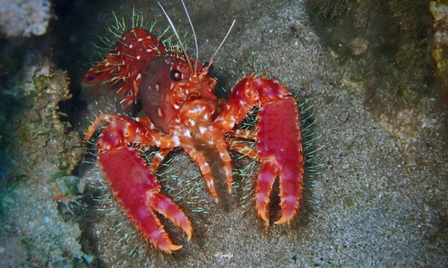 Photo of Red Reef Lobster (Enoplometopus occidentalis)