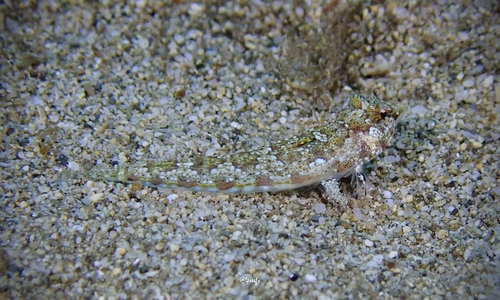 Callionymus comptus, 2021-09-04