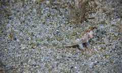 Hawaiian Ruddertail Dragonet photo 2