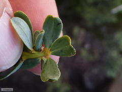 Cyclopia buxifolia