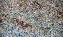 Hawaiian Ruddertail Dragonet photo 5
