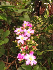 Pereskia grandifolia