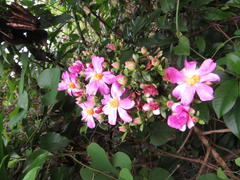 Pereskia grandifolia
