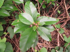 Pereskia grandifolia