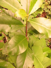 Pereskia grandifolia