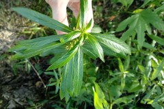 Hygrophila lacustris