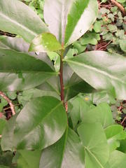 Pereskia grandifolia
