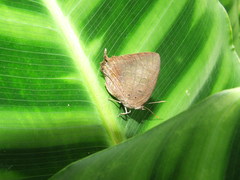 Arhopala madytus