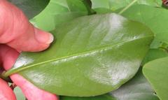 Pereskia grandifolia